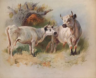 Wildrinder, Cadzow